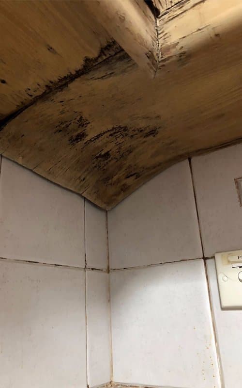 Residential mould & fungus remediation project